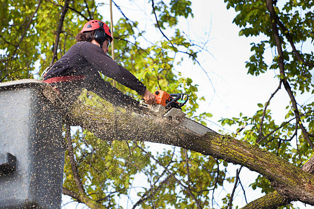 Best Leaf Removal  in Lenoir, NC